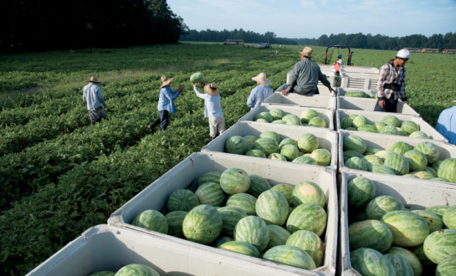 melons