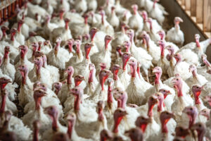 North Carolina turkeys