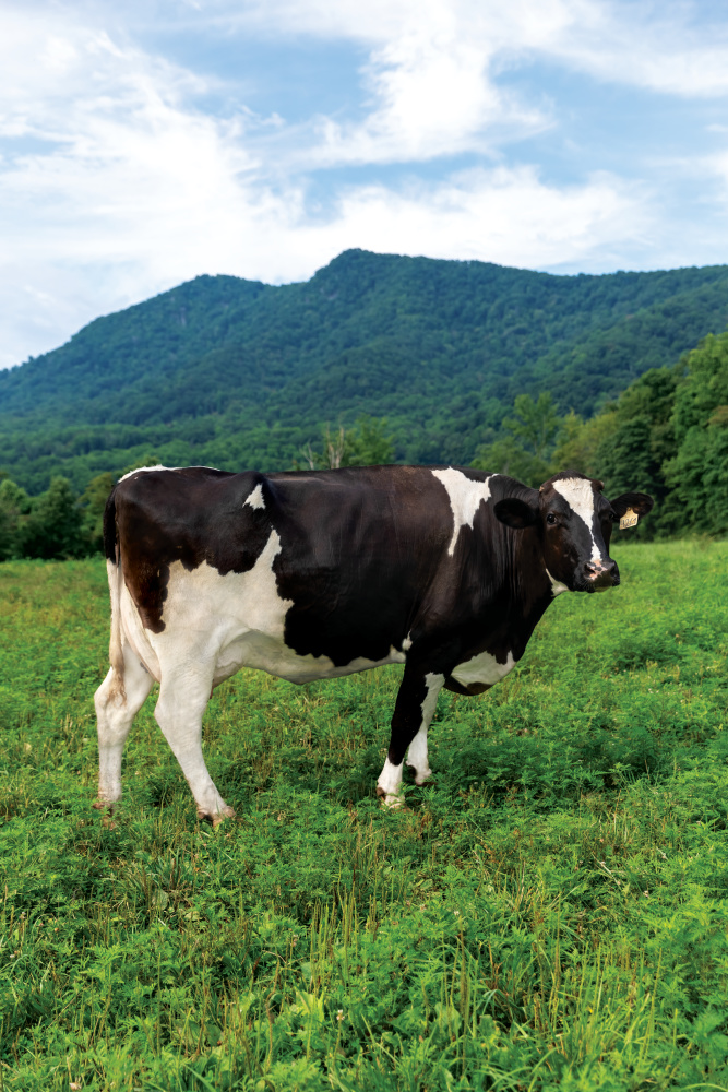 dairy cow in the field