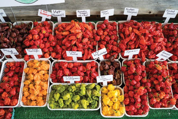 varieties of peppers
