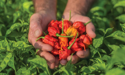 North Carolina hot peppers