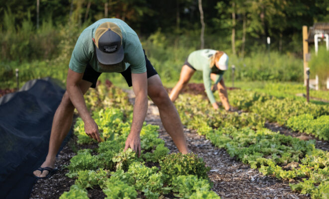 Mike and Kristina Lore harvesting lettuce.