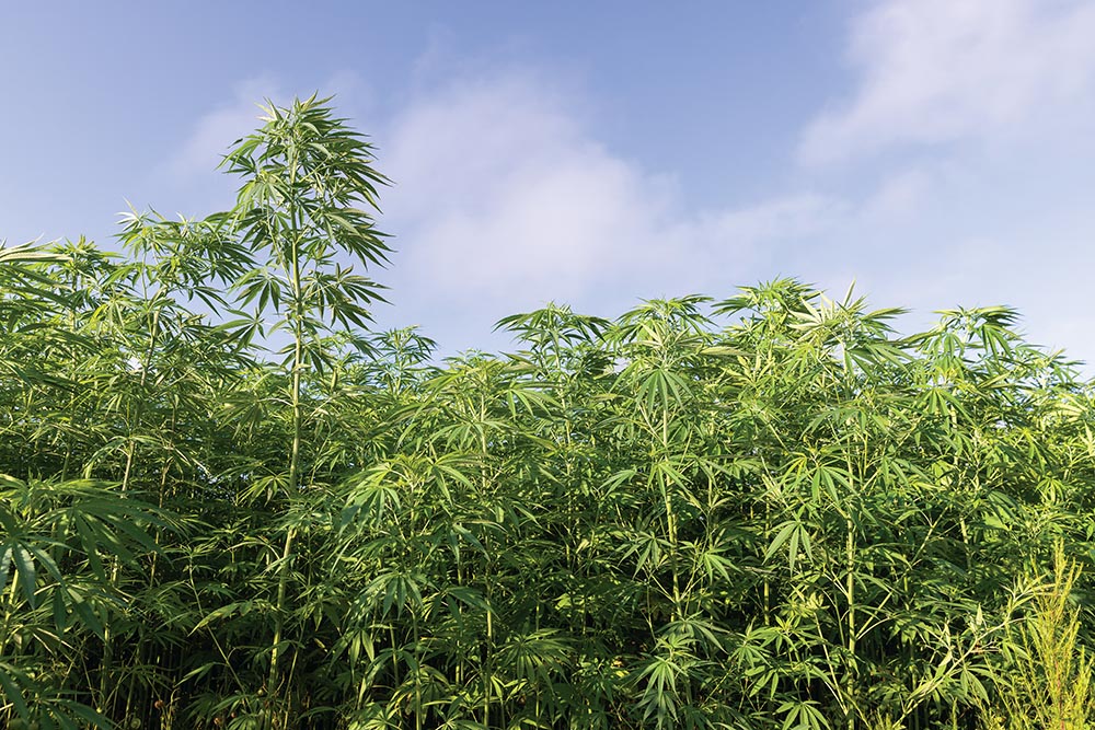 Fiber hemp growing on Brown Family Farms