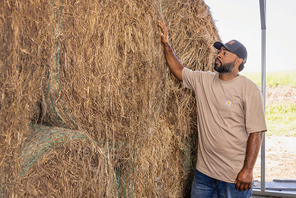 Fiber hemp is harvested into bales for processing.