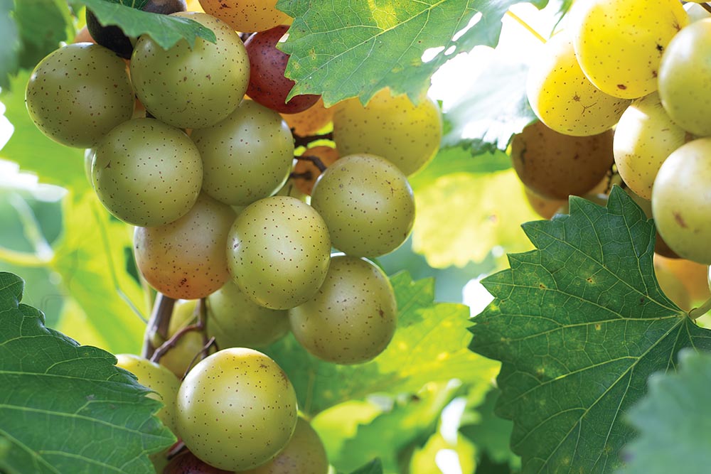 Muscadine grapes on the vine at Twisted Vines Vineyard 