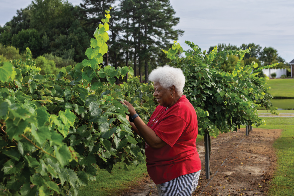 Twisted Vines Vineyard has been inviting the public to pick their own grapes for the past decade.