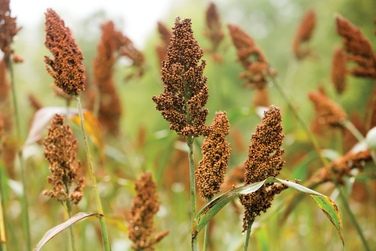 sweet sorghum