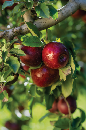 North Carolina apple facts