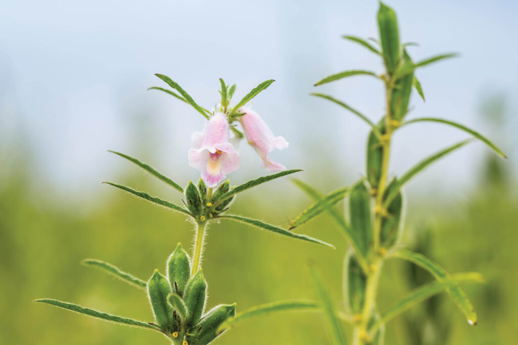 sesame flower