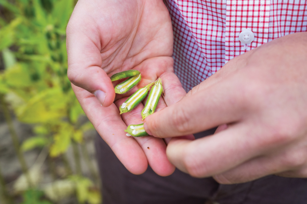Chris Neal's sesame seed farm in Goldsboro