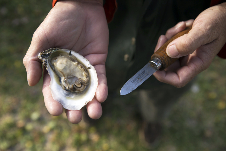 oyster farmers