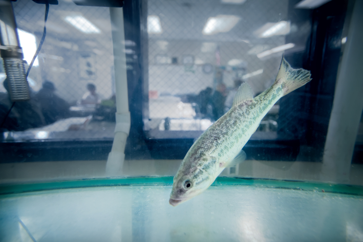 Southern Flounder  Learn With the South Carolina Aquarium