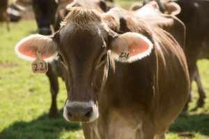 North Carolina Dairy Farmers