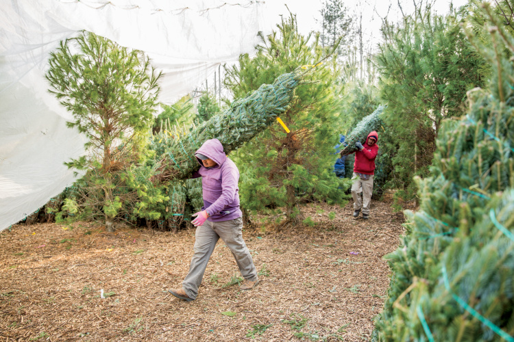 NC Christmas trees