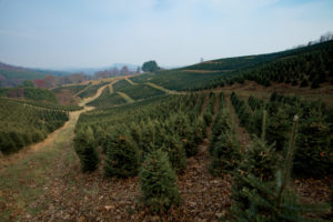 NC Christmas trees