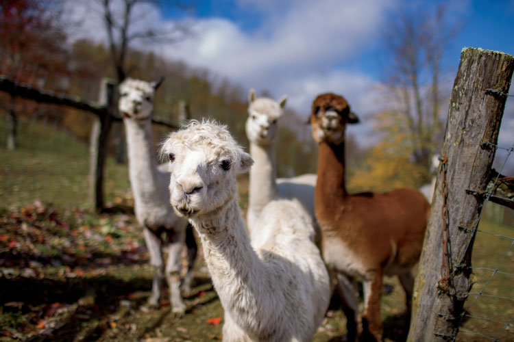 alpacas 