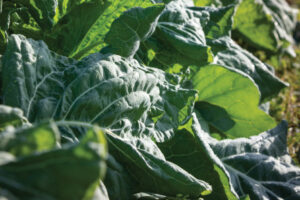 Bender Farms, Norlina, NC, Collard Greens ©Journal Communications/Eric Waters