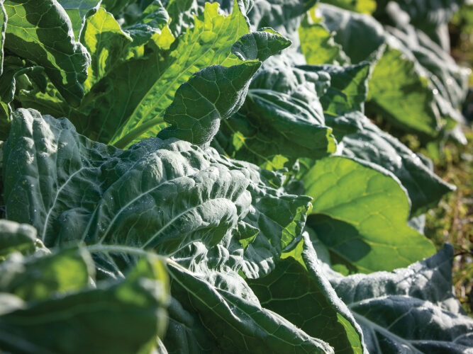 Bender Farms, Norlina, NC, Collard Greens; farm facts