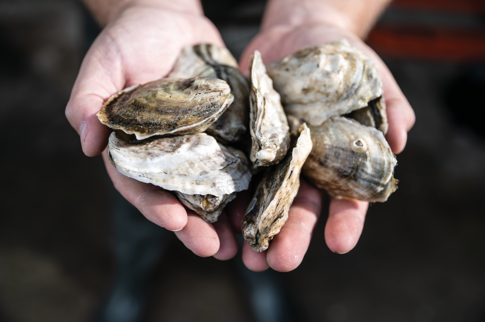 oysters from Carolina Gold Oyster Company in Beaufort