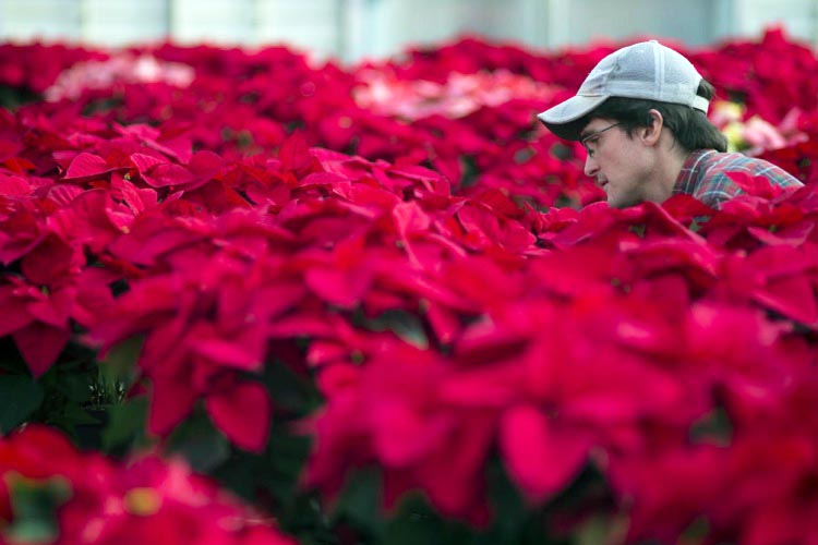 poinsettias