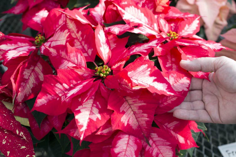 poinsettias