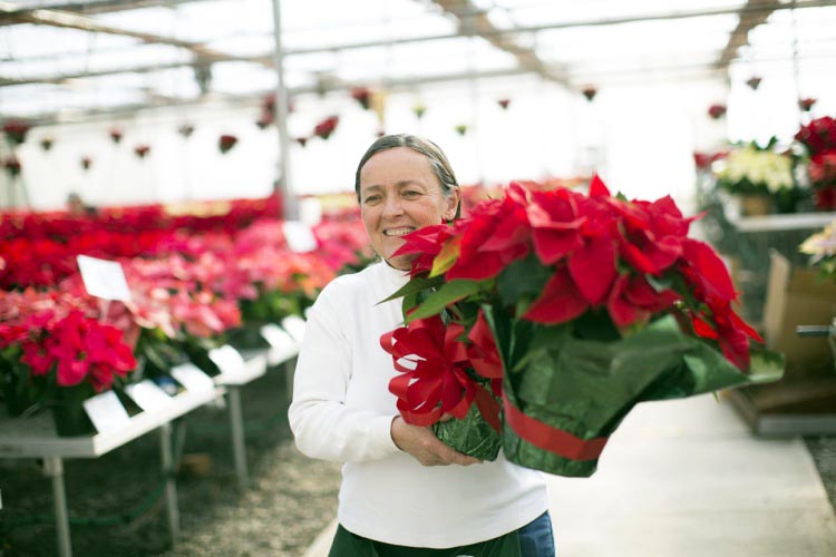 poinsettias