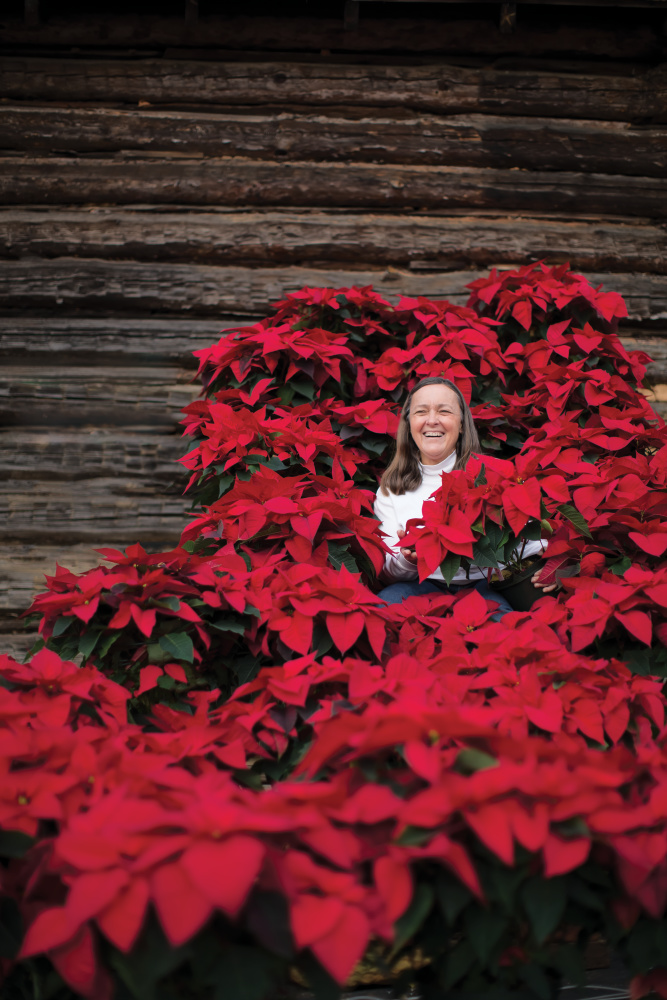 poinsettias