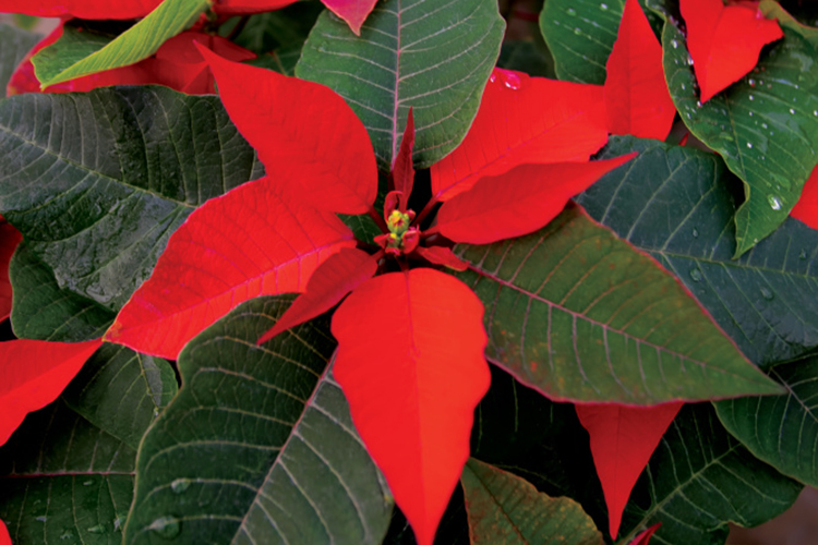 Poinsettia fundraisers at Homewood Nursery