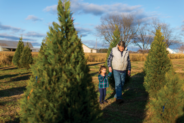 Lee County Christmas Tree farm