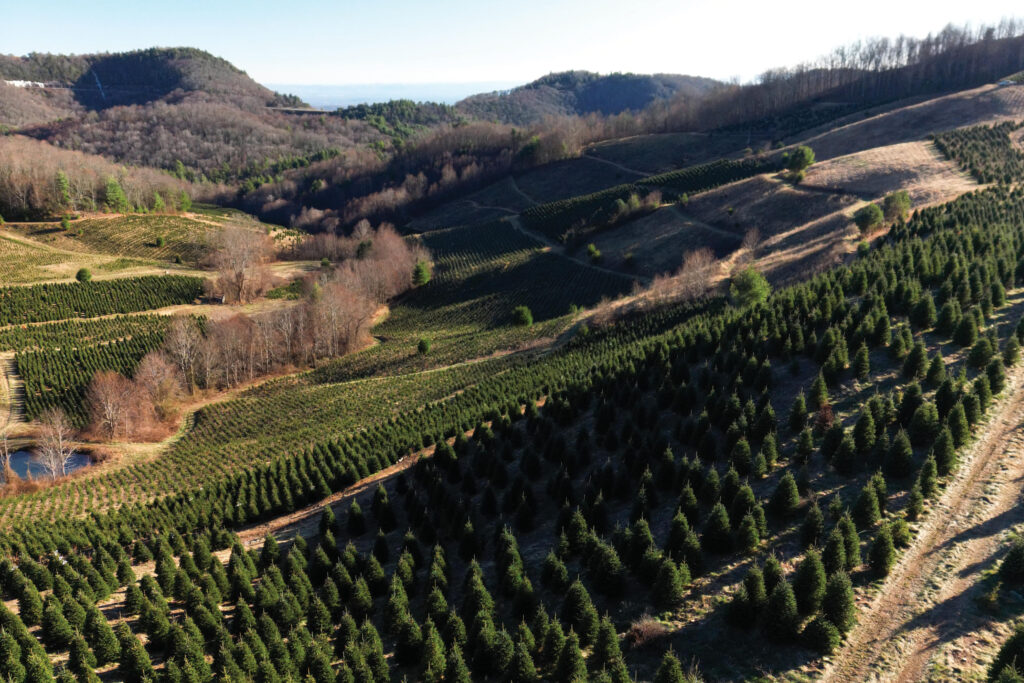 Smokey Holler Tree Farm