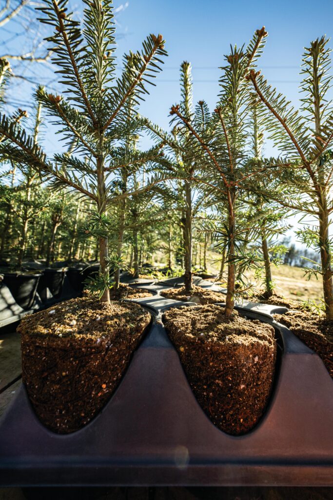 Smokey Holler Tree Farm; North Carolina Christmas tree farm
