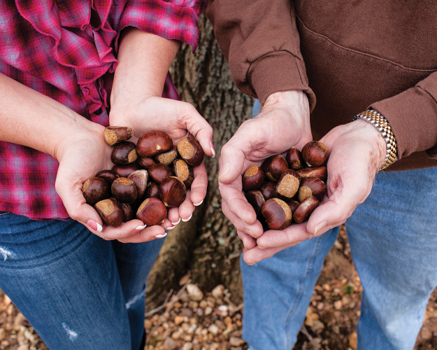 High Rock Farm chestnuts