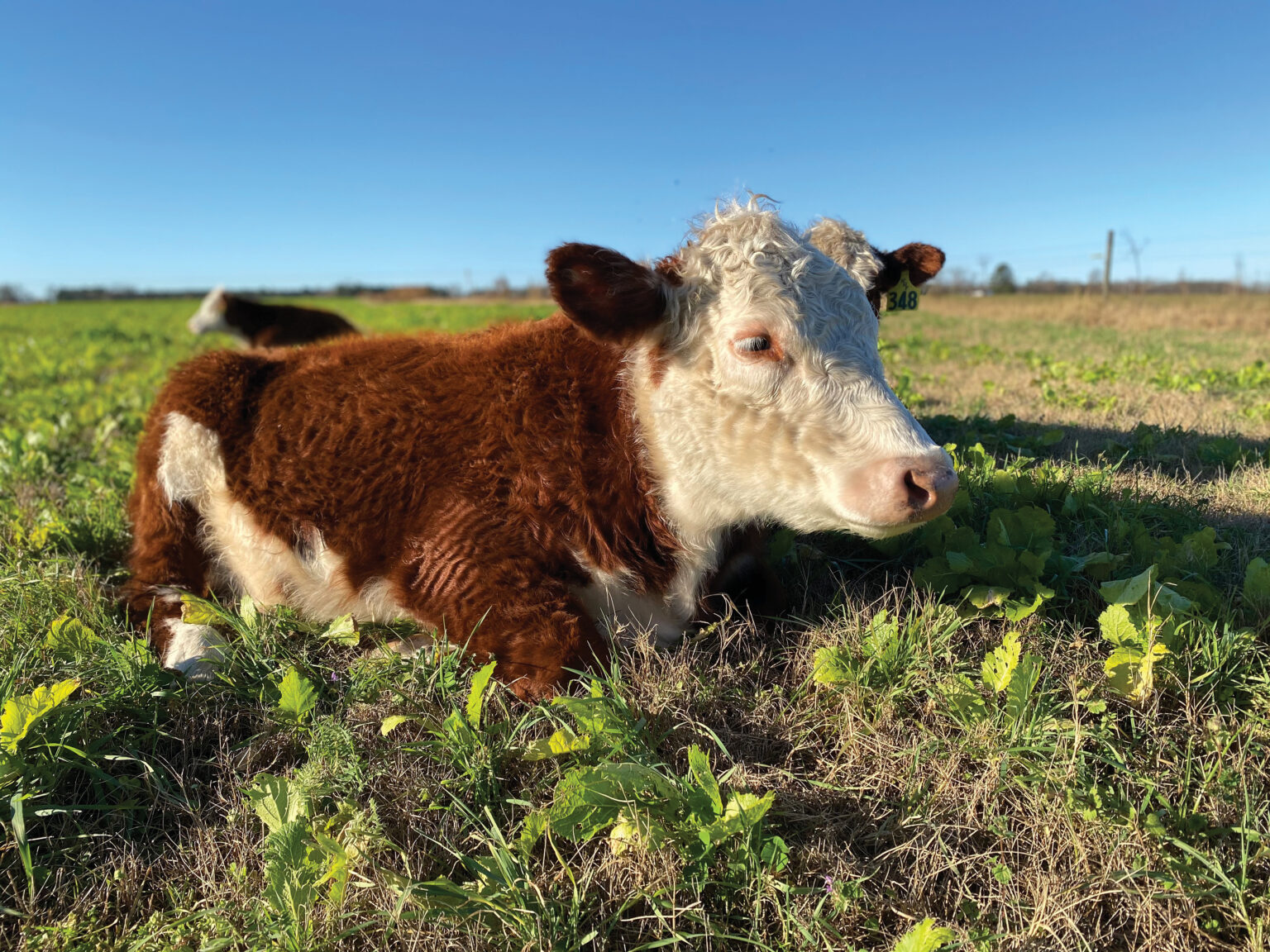 Cattle Connections North Carolina Local Beef North Carolina Field