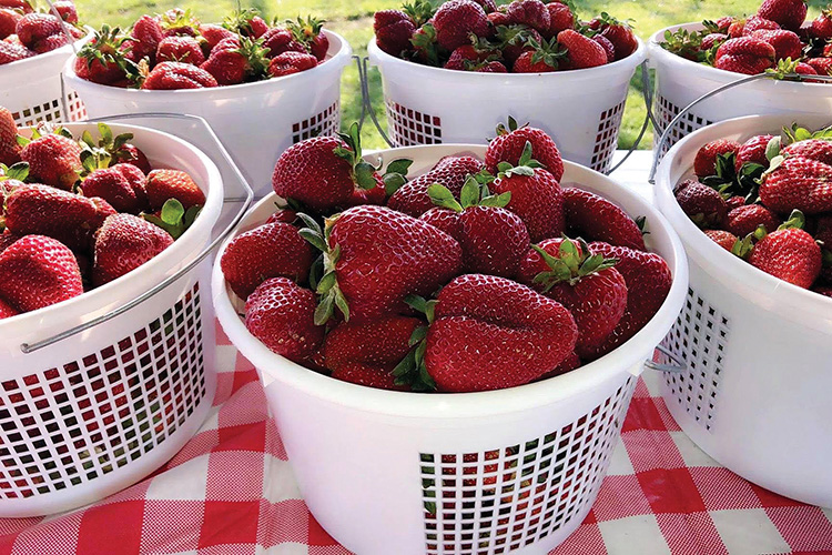 Cody Strawberry Farm