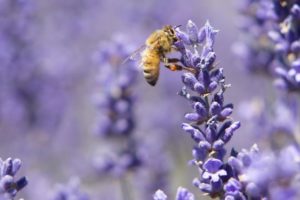 Sunshine Lavender Farm