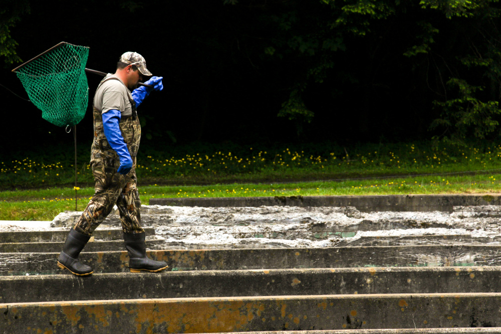Sunburst Trout Farms; North Carolina trout; rainbow trout