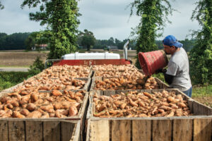 sweetpotato harvest, ag exports