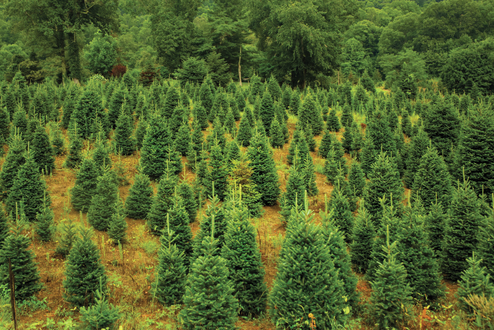 Christmas tree farm