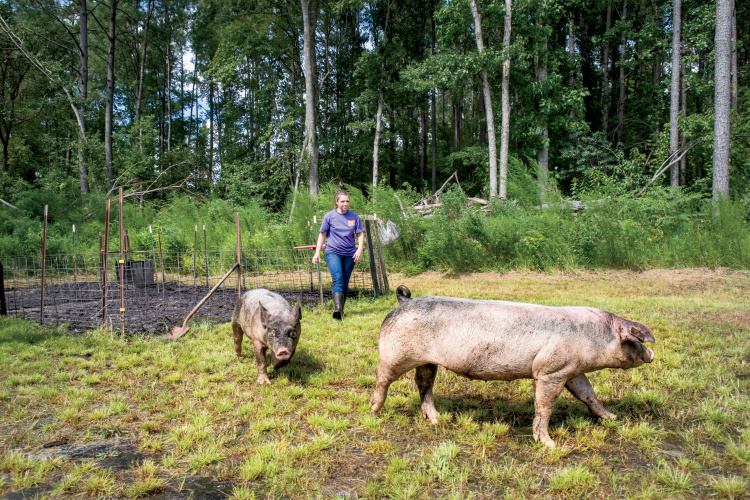 North Carolina pig farm