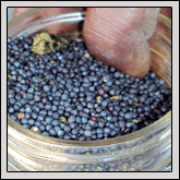 Granville County Farm Bureau Member Phillip Barker has been making his own biodiesel to fuel his tractors and other equipment for the past four years.