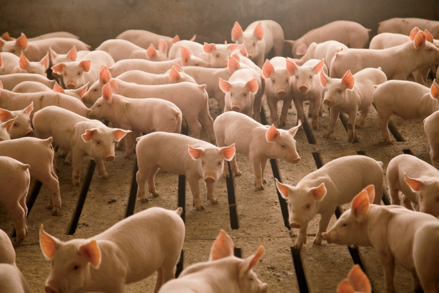 pigs, ag exports