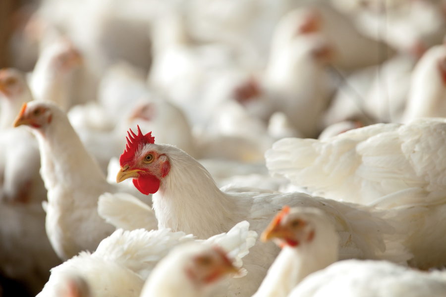 poultry, ag exports