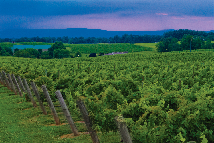 Shelton Vineyards in NC