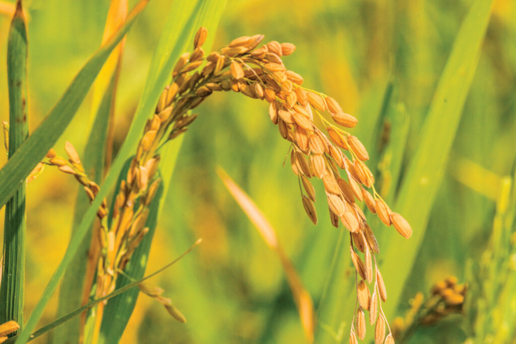 Carolina Gold rice is an heirloom variety