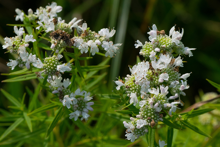 Mountain Mint