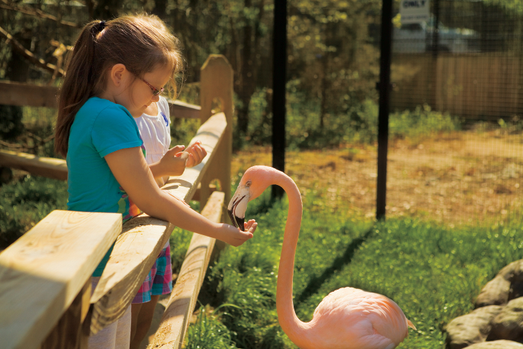 Sylvan Heights Bird Park