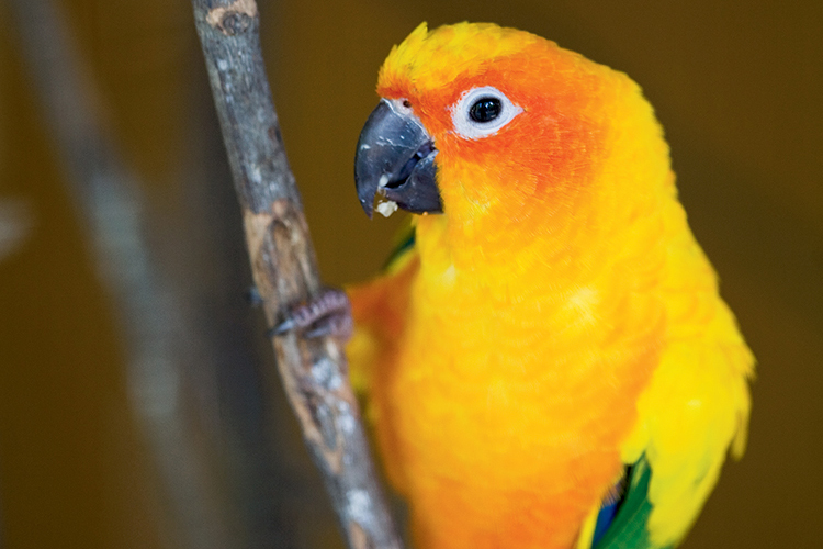 A Sun Coture at the Sylvan Heights Waterfowl Park in Scotland Neck, N.C.