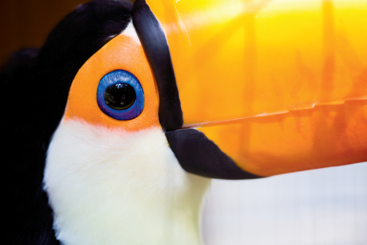 Toucan at Sylvan Heights Bird Park