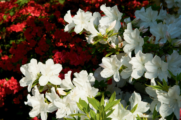 Azaleas