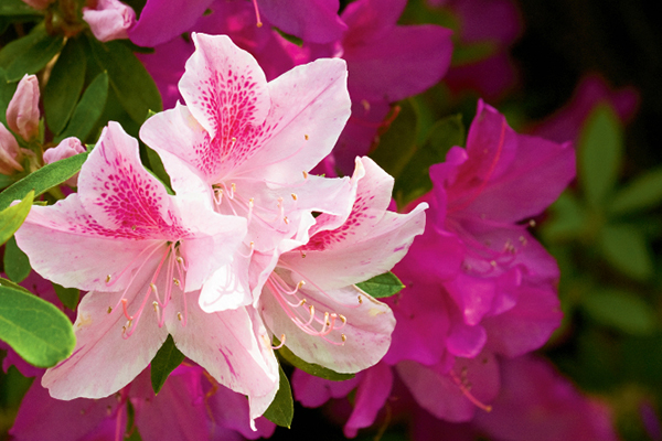 Azaleas